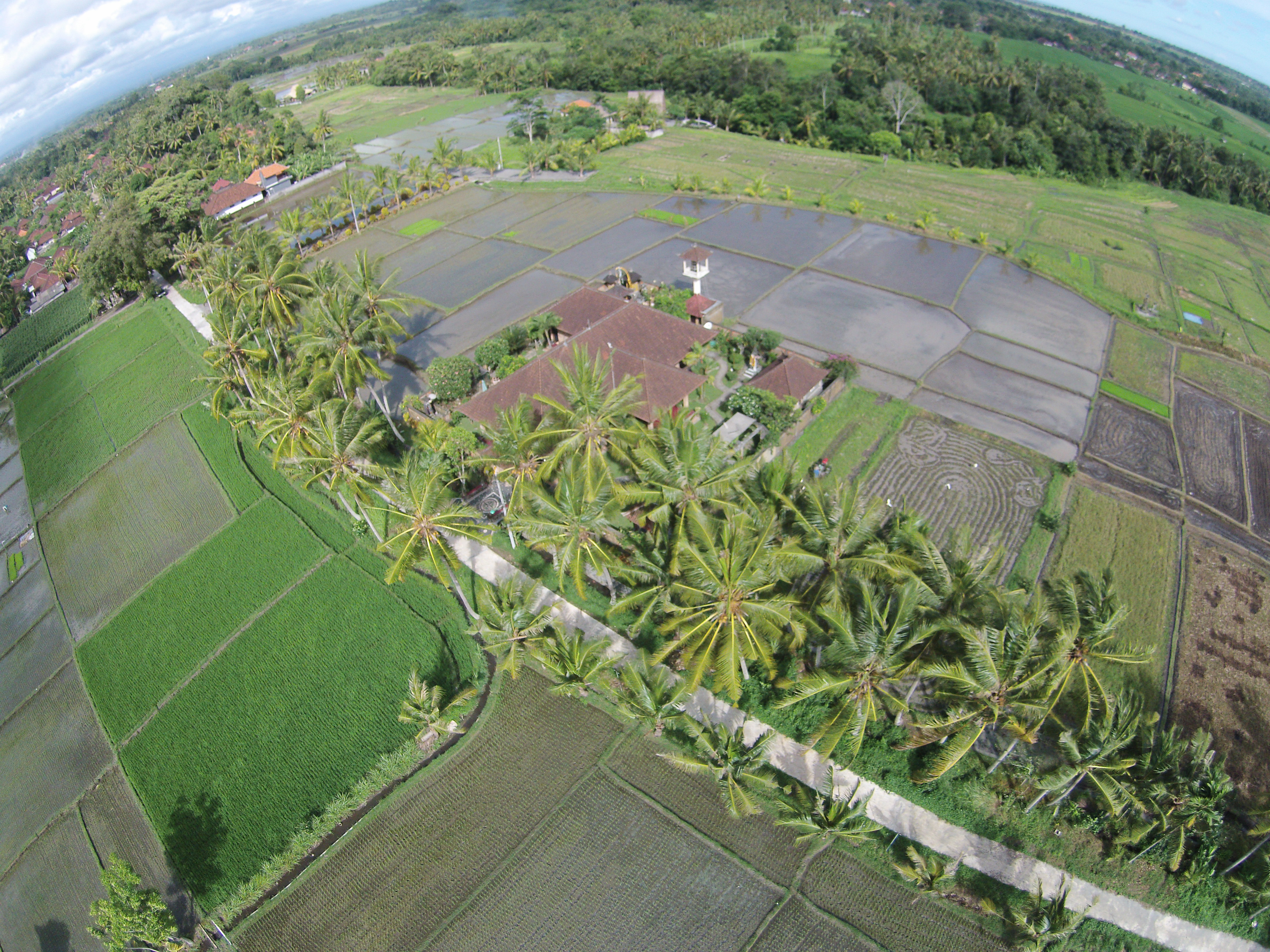 Paddy fields in Nyambu village in Bali